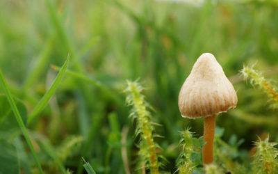 Le changement climatique prolonge la saison des champignons hallucinogènes en Grande Bretagne