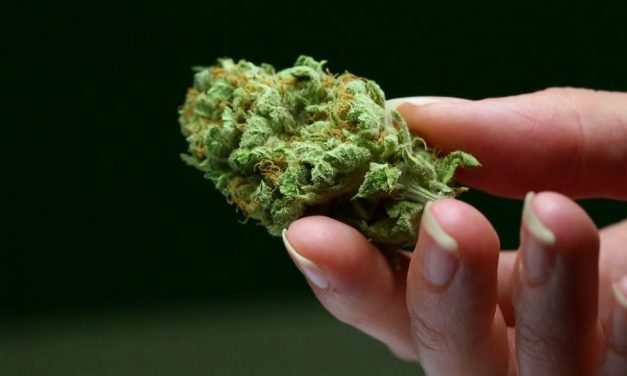 Projets pilotes de vente régulée de cannabis: les consommateurs seraient intéressés