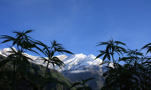 Cannabis: vers une dépénalisation douce?