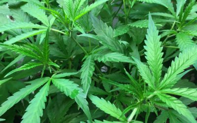 Augmenter les endocannabinoïdes pour traiter l’addiction au cannabis ?