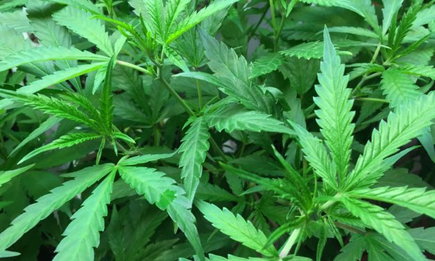 Augmenter les endocannabinoïdes pour traiter l’addiction au cannabis ?