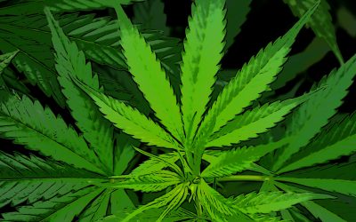 Médicalisation du cannabis: qu’est ce que ça veut dire ?