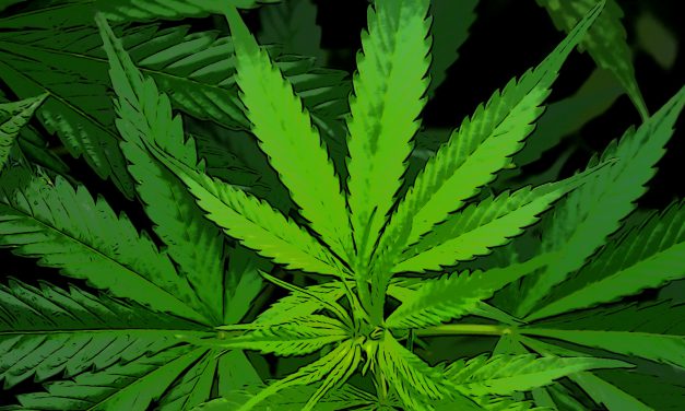 Médicalisation du cannabis: qu’est ce que ça veut dire ?