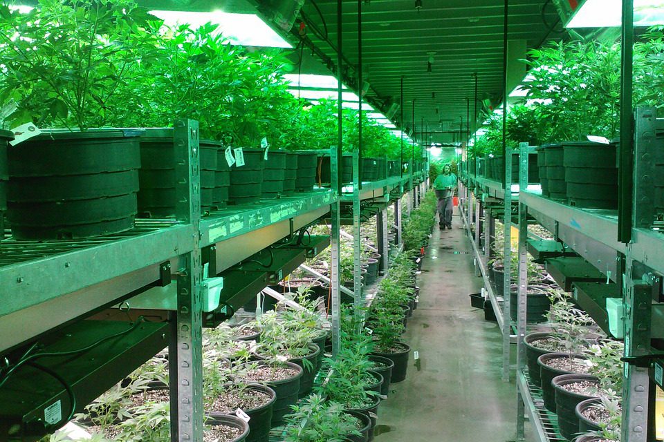 Le cannabis au Colorado contient encore trop de pesticides